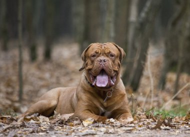 Dogue de Bordeaux sonbahar ormandaki