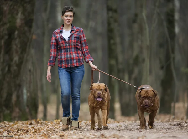 Dogue de Bordeaux en bosque otoñal —  Fotos de Stock