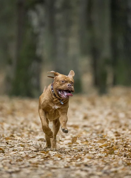 Dogue de Bordeaux in autumn forest — Stock Photo, Image