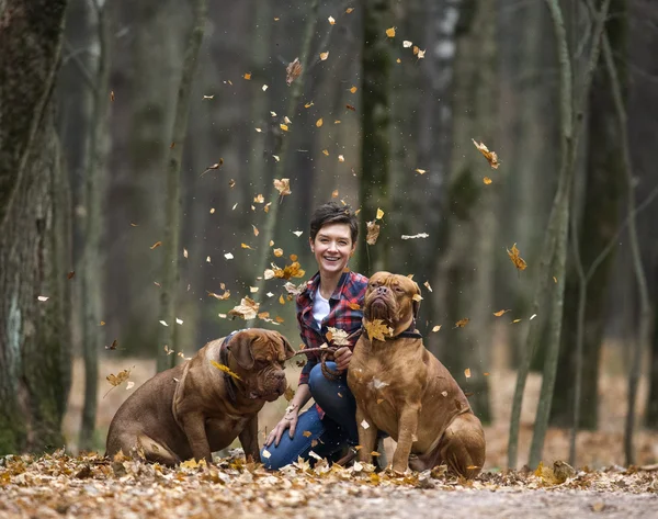 Bordeauxdog in herfst bos — Stockfoto