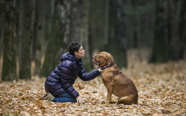 Bordeauxdog in herfst bos — Stockfoto