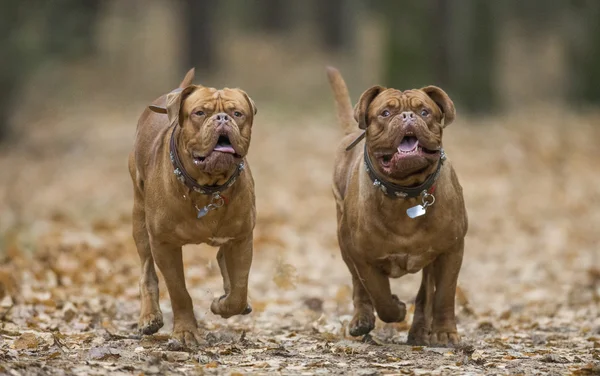 Dogue de Bordeaux in autumn forest — Stock Photo, Image