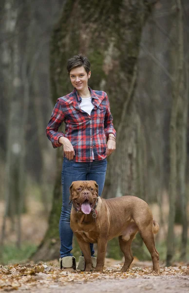 Bordeauxdog in herfst bos — Stockfoto