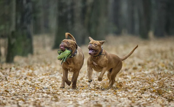 Dogue de Bordeaux na floresta de outono — Fotografia de Stock
