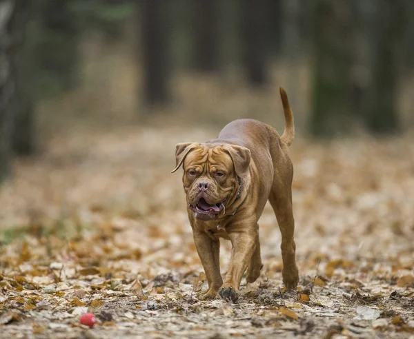 Dogue de Bordeaux in autumn forest — Stock Photo, Image