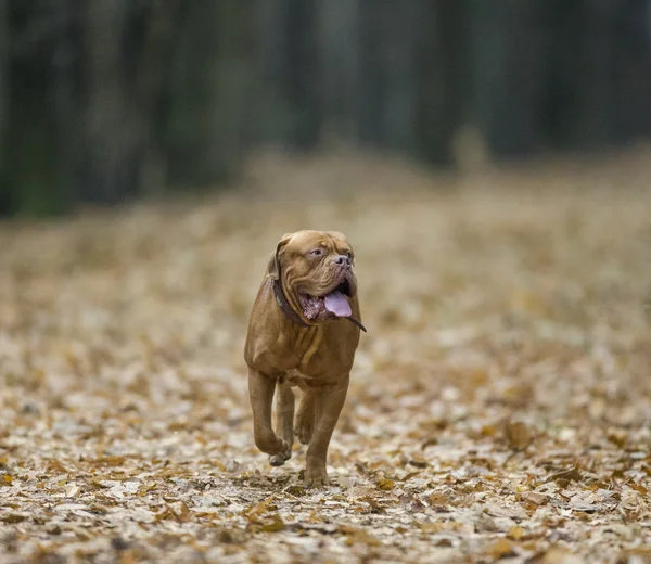 Dogue de Bordeaux in autumn forest — Stock Photo, Image