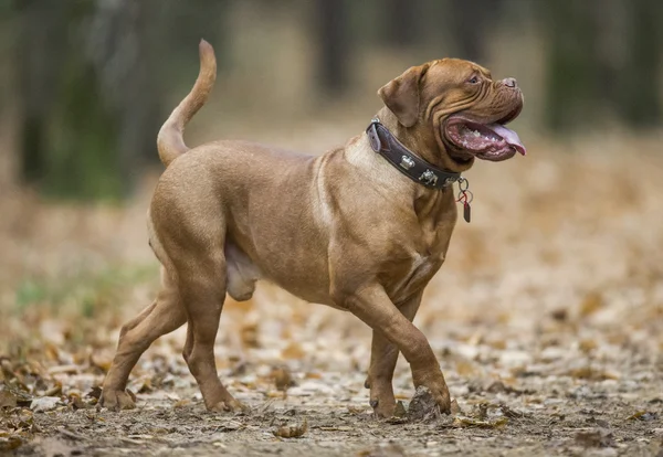 Dogue-де-Бордо в осінньому лісі — стокове фото