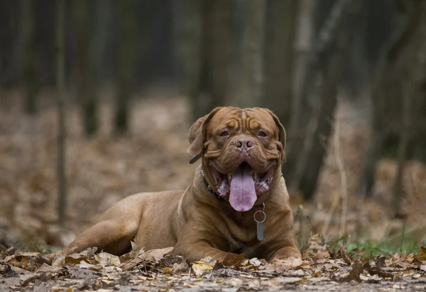 Dogue de Bordeaux in autumn forest — Stock Photo, Image