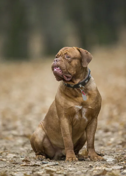 Dogue de Bordeaux en forêt d'automne — Photo