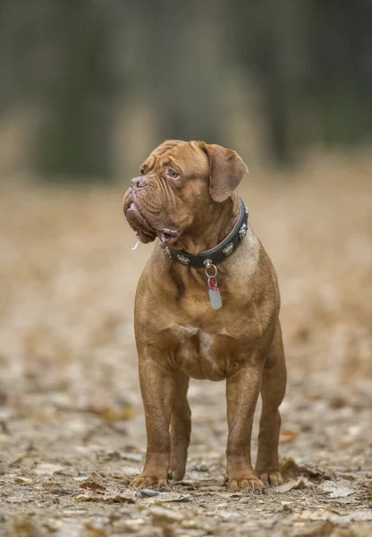 Dogue de Bordeaux en forêt d'automne — Photo