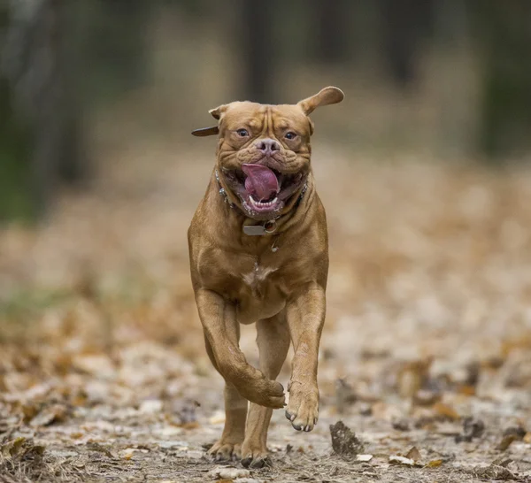 Dogue de Bordeaux en forêt d'automne — Photo