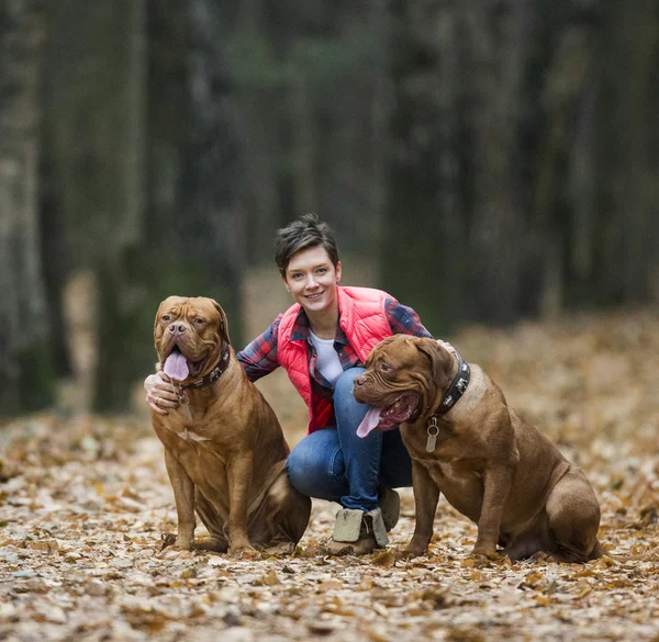 Bordeauxdog in herfst bos — Stockfoto