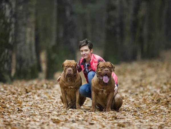 Dogue de Bordeaux en bosque otoñal —  Fotos de Stock