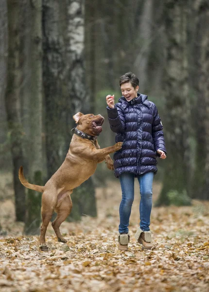 Dogue de Bordeaux en bosque otoñal —  Fotos de Stock