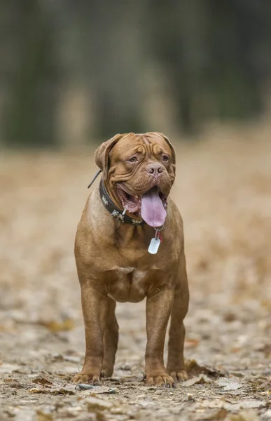 Dogue de Bordeaux in autumn forest — Stock Photo, Image