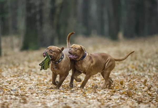 Dogue de Bordeaux in autumn forest — Stock Photo, Image