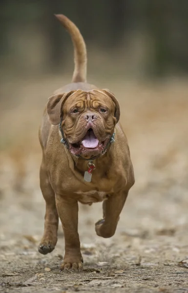 Dogue de Bordeaux in autumn forest — Stock Photo, Image