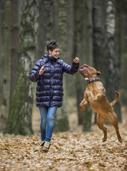 Dogue de Bordeaux sonbahar ormandaki — Stok fotoğraf