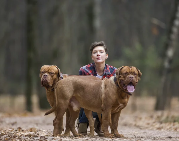 Dogue de Bordeaux en bosque otoñal —  Fotos de Stock