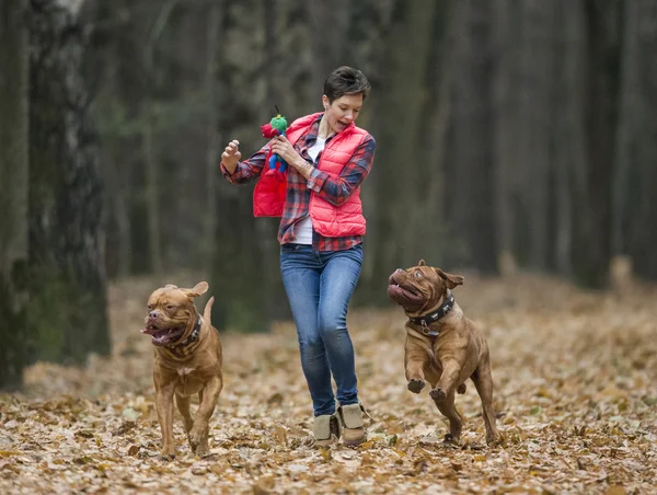 Dogue de Bordeaux en bosque otoñal —  Fotos de Stock