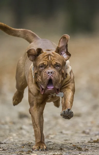 Dogue de Bordeaux en bosque otoñal —  Fotos de Stock