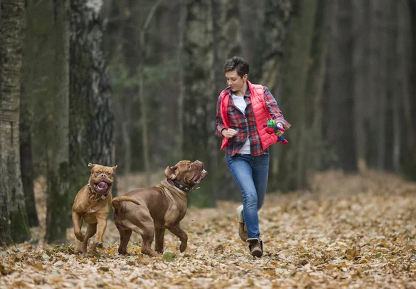 Dogue de Bordeaux en bosque otoñal —  Fotos de Stock