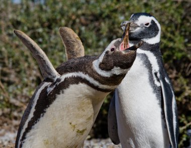 Galapagos Penguins in Galapagos islands clipart