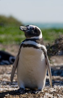 Galapagos Penguin in Galapagos islands clipart