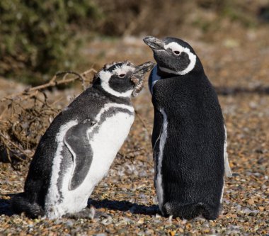 Galapagos penguenleri Galapagos Adaları'nda