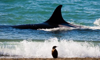 Gruba Orca balina