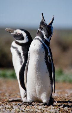 Galapagos penguenleri Galapagos Adaları'nda