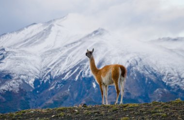 Vahşi Lama - çok,