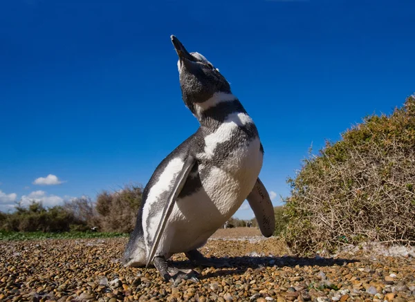 ガラパゴスのガラパゴス ペンギン — ストック写真