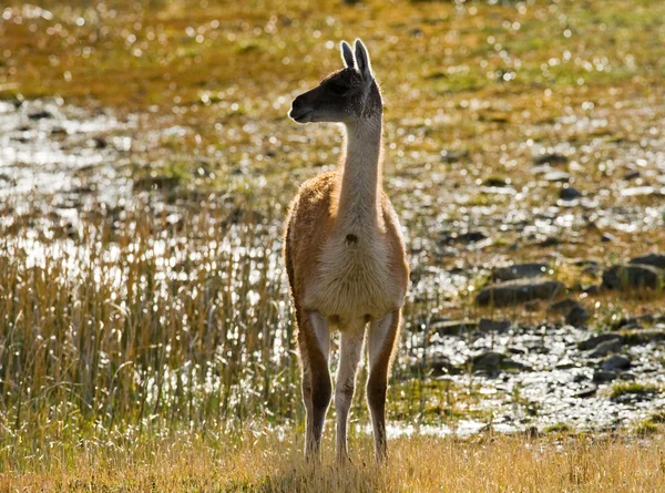 Vilda lamadjur - guanaco, — Stockfoto