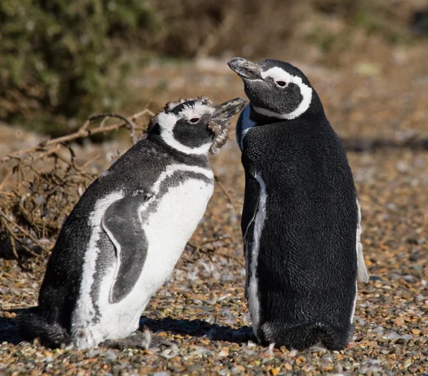 Galapagos Penguins v Galapágy — Stock fotografie