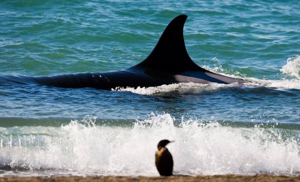 Group of Orca whales — Stock Photo, Image