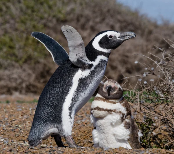 Pingouins Galapagos dans les îles Galapagos — Photo