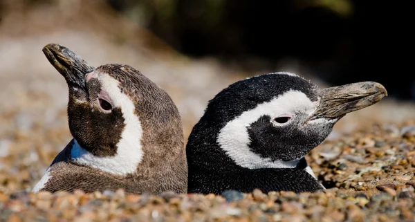 Galapagos Penguins v Galapágy — Stock fotografie