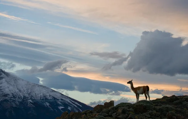 Lama selvatico - guanaco , — Foto Stock