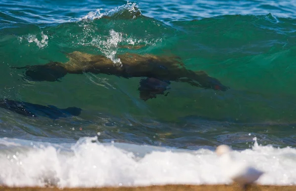 León marino en la playa de arena — Foto de Stock