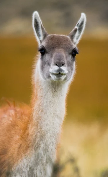 Llama silvestre - guanaco , — Foto de Stock