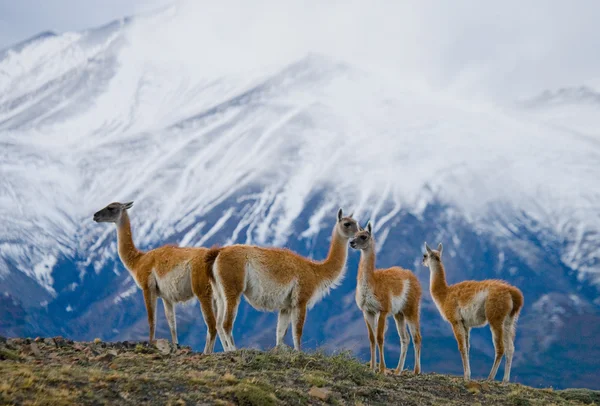 Wild lamas - guanaco, — Stock Photo, Image