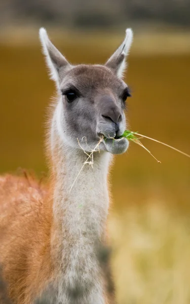 Lama selvagem - guanaco , — Fotografia de Stock