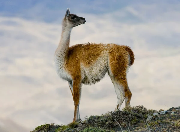 Lama sauvage - guanaco , — Photo