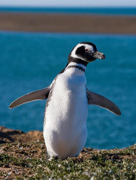 Pingouin Galapagos dans les îles Galapagos — Photo