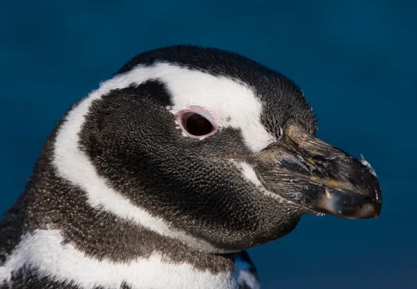 Tučňák galapážský v Galapágy — Stock fotografie