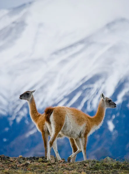 Wilde Lamas - Guanaco, — Stockfoto