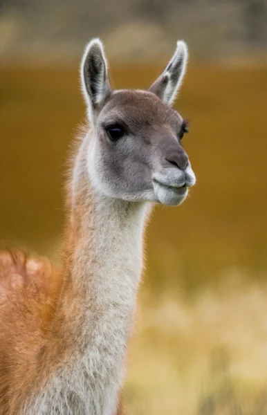Llama silvestre - guanaco , — Foto de Stock