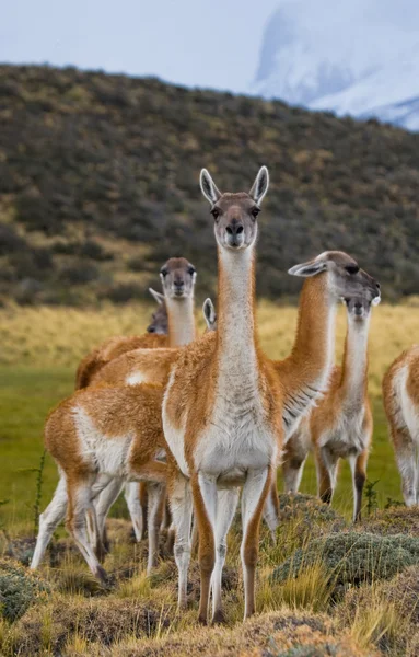 Lamas silvestres - guanaco , — Foto de Stock