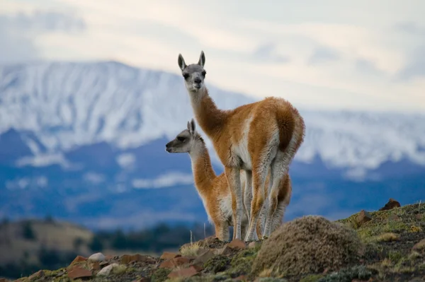 Wild lamas - guanaco, — Stock Photo, Image